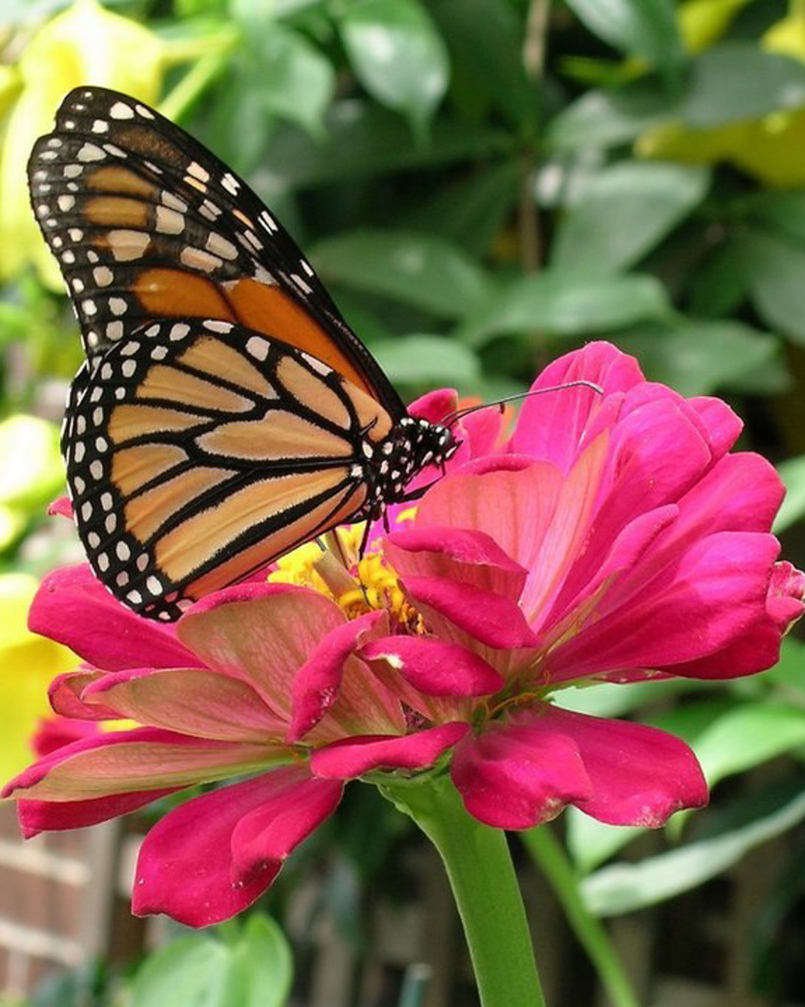 Image Courtesy: Butterflies Garden Restaurant​